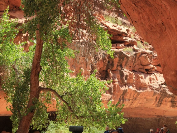 Group of hikers walking along the bottom of the Grand Canyon