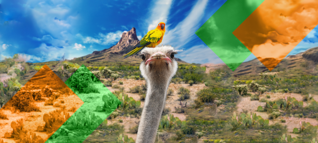 image of ostrich and lorikeet