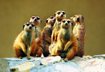 Group of meerkats looking at the camera.