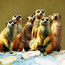 Group of meerkats looking at the camera.